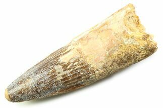 Fossil Spinosaurus Tooth - Real Dinosaur Tooth #357730