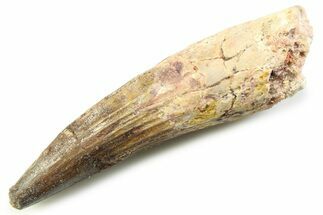 Fossil Spinosaurus Tooth - Real Dinosaur Tooth #357746