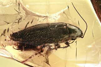 Detailed Fossil Cockroach (Blattodea) Adult In Baltic Amber - Rare! #357901