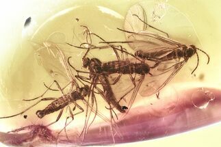 Fossil Dark-Winged Fungus Gnat Swarm (Sciaridae) In Baltic Amber #357911