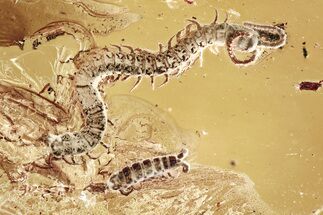 Detailed Fossil Earth Centipede (Geophilidae) In Baltic Amber - Rare! #357918