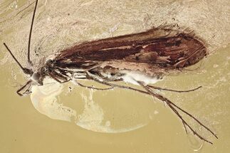 Detailed Fossil Caddisfly (Trichoptera) In Baltic Amber - Rare Genus #357919