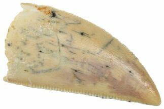 Serrated Raptor Tooth - Real Dinosaur Tooth #357923