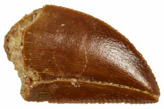 Serrated Raptor Tooth - Real Dinosaur Tooth #357943