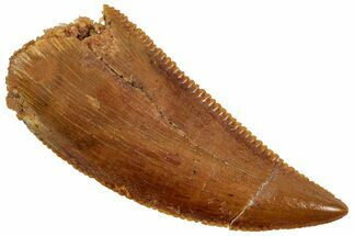 Serrated Raptor Tooth - Real Dinosaur Tooth #357970