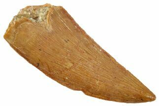 Serrated Raptor Tooth - Real Dinosaur Tooth #357977