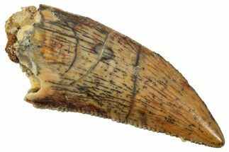 Serrated Raptor Tooth - Real Dinosaur Tooth #357978