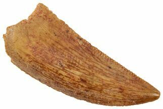 Serrated Raptor Tooth - Real Dinosaur Tooth #357980