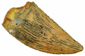 Serrated Raptor Tooth - Real Dinosaur Tooth #358024