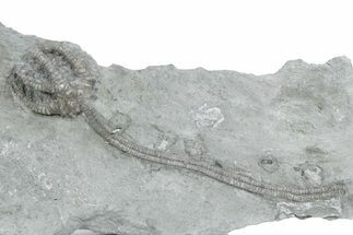 Fossil Crinoid (Cyathocrinites) - Crawfordsville, Indiana #358062