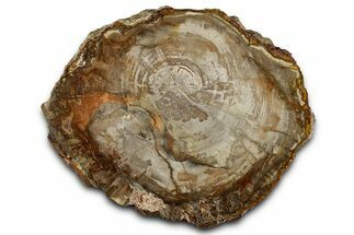 Polished Petrified Wood (Araucaria) Round - Madagascar #358038