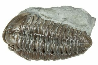 Prone Flexicalymene Trilobite - Mt Orab, Ohio #358067
