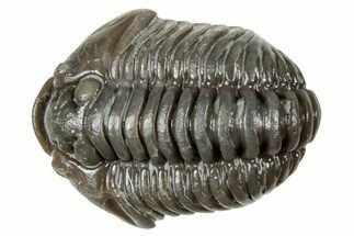 Fossil Flexicalymene Trilobite - Mt Orab, Ohio #358068