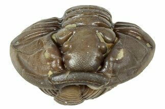 Wide Enrolled Flexicalymene Trilobite - Mt Orab, Ohio #358081