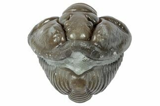 Wide Enrolled Flexicalymene Trilobite - Mt Orab, Ohio #358083