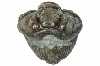 Wide Enrolled Flexicalymene Trilobite - Mt Orab, Ohio #358089