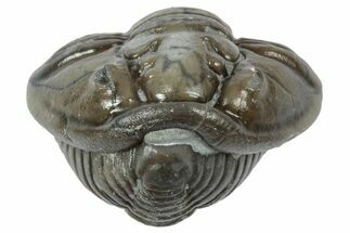 Wide Enrolled Flexicalymene Trilobite - Mt Orab, Ohio #358094