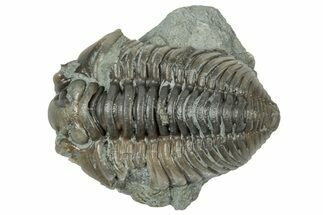 Long Prone Flexicalymene Trilobite Molt - Indiana #358098