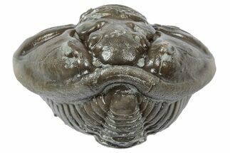 Wide Enrolled Flexicalymene Trilobite - Mt Orab, Ohio #358104