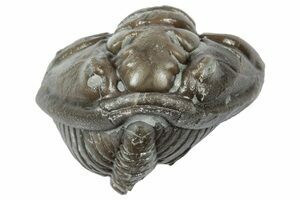 Three Fossil Brachiopods (Platystrophia) Mounted On Shale
