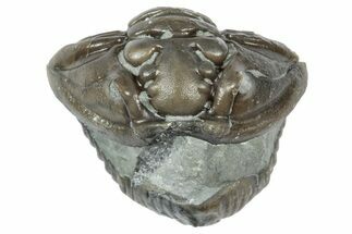 Wide Enrolled Flexicalymene Trilobite - Mt Orab, Ohio #358112