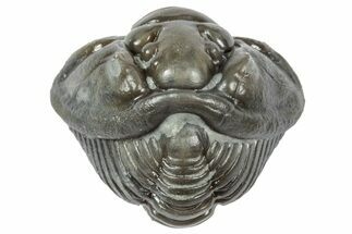 Wide Enrolled Flexicalymene Trilobite - Mt Orab, Ohio #358115