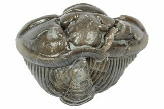 Wide Enrolled Flexicalymene Trilobite - Mt Orab, Ohio #358124