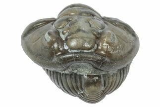 Wide Enrolled Flexicalymene Trilobite - Mt Orab, Ohio #358130