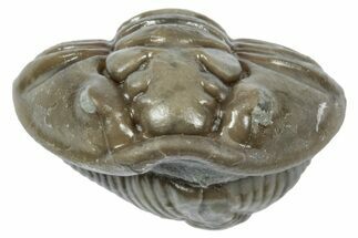 Wide Enrolled Flexicalymene Trilobite - Mt Orab, Ohio #358132
