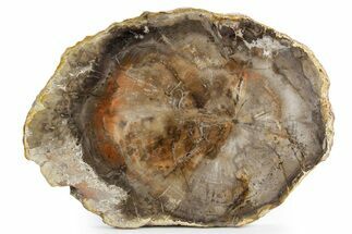 Polished Petrified Wood (Araucaria) Round - Madagascar #358047