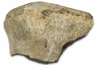 Fossil Tyrannosaur (T rex) Vertebra Section - Wyoming #350474