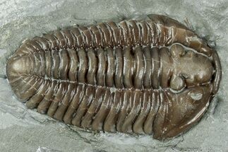 Prone Flexicalymene Trilobite - Mt Orab, Ohio #358143
