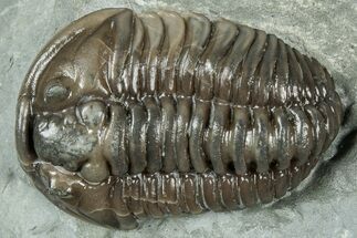 Flexicalymene Trilobite - Mt Orab, Ohio #358144