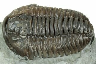 Prone Flexicalymene Trilobite - Mt Orab, Ohio #358147