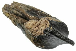 Gorgeous, Rooted Fossil Triceratops Tooth - Wyoming #358156