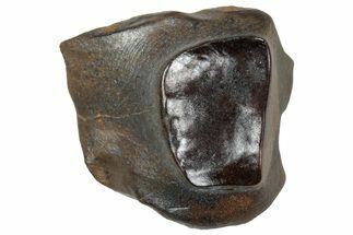 Fossil Triceratops Shed Tooth - Wyoming #358161