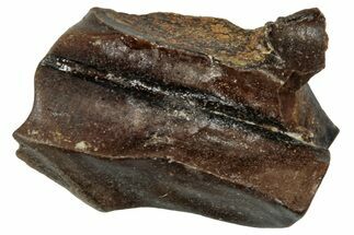 Fossil Triceratops Shed Tooth - Wyoming #358162