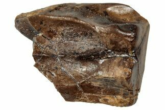 Fossil Triceratops Shed Tooth - Wyoming #358176