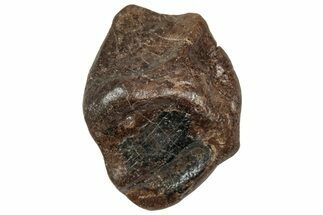 Fossil Triceratops Shed Tooth - Wyoming #358182