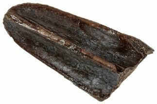 Fossil Hadrosaur (Edmontosaurus) Tooth - Wyoming #358186