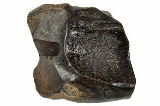 Fossil Triceratops Shed Tooth - Wyoming #358190