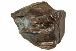 Fossil Triceratops Shed Tooth - Wyoming #358191