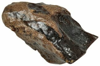Fossil Triceratops Shed Tooth - Wyoming #358196