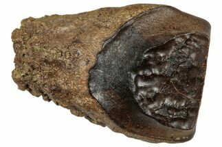 Fossil Triceratops Shed Tooth - Wyoming #358199