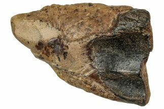 Fossil Triceratops Shed Tooth - Wyoming #358202