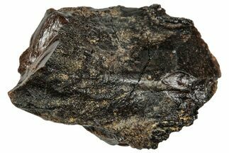 Fossil Dinosaur (Triceratops) Partial Tooth - Wyoming #358205