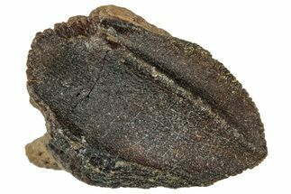 Unworn Fossil Dinosaur (Triceratops) Crown - Wyoming #358209