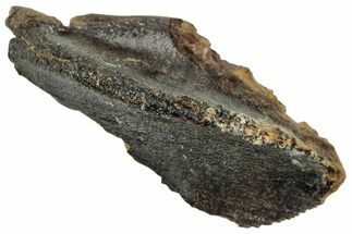 Unworn Fossil Dinosaur (Triceratops) Crown - Wyoming #358210