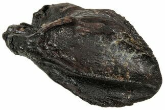 Unworn Fossil Dinosaur (Triceratops) Crown - Wyoming #358217