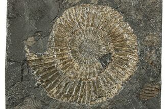 Dactylioceras Ammonite Fossil - Posidonia Shale, Germany #358344